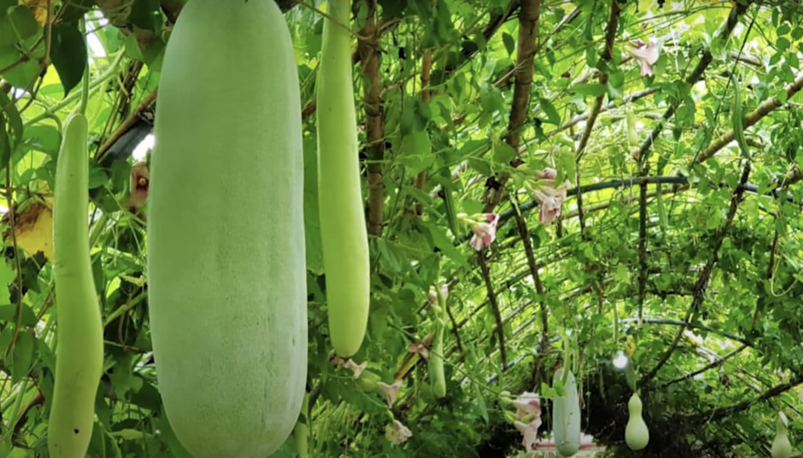 Ash Gourd Juice